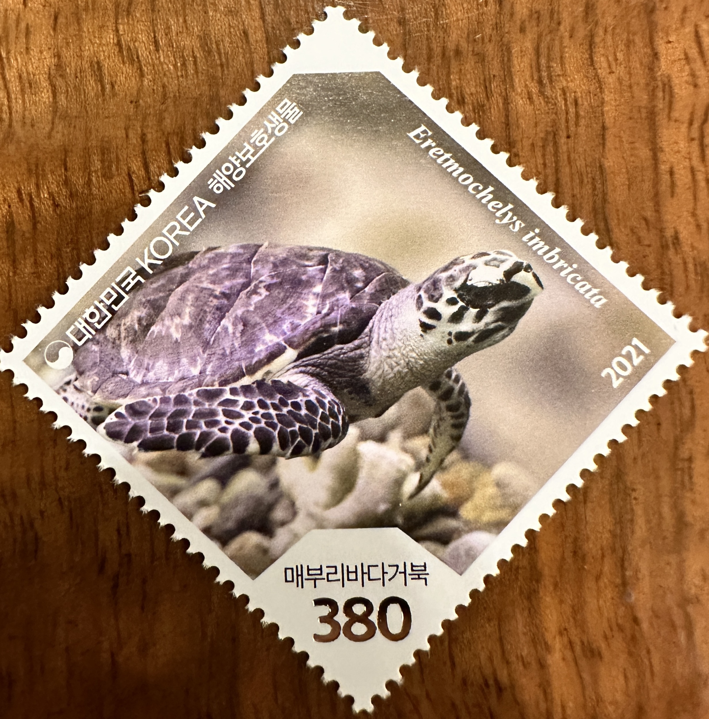 Korea Sea Turtle 4