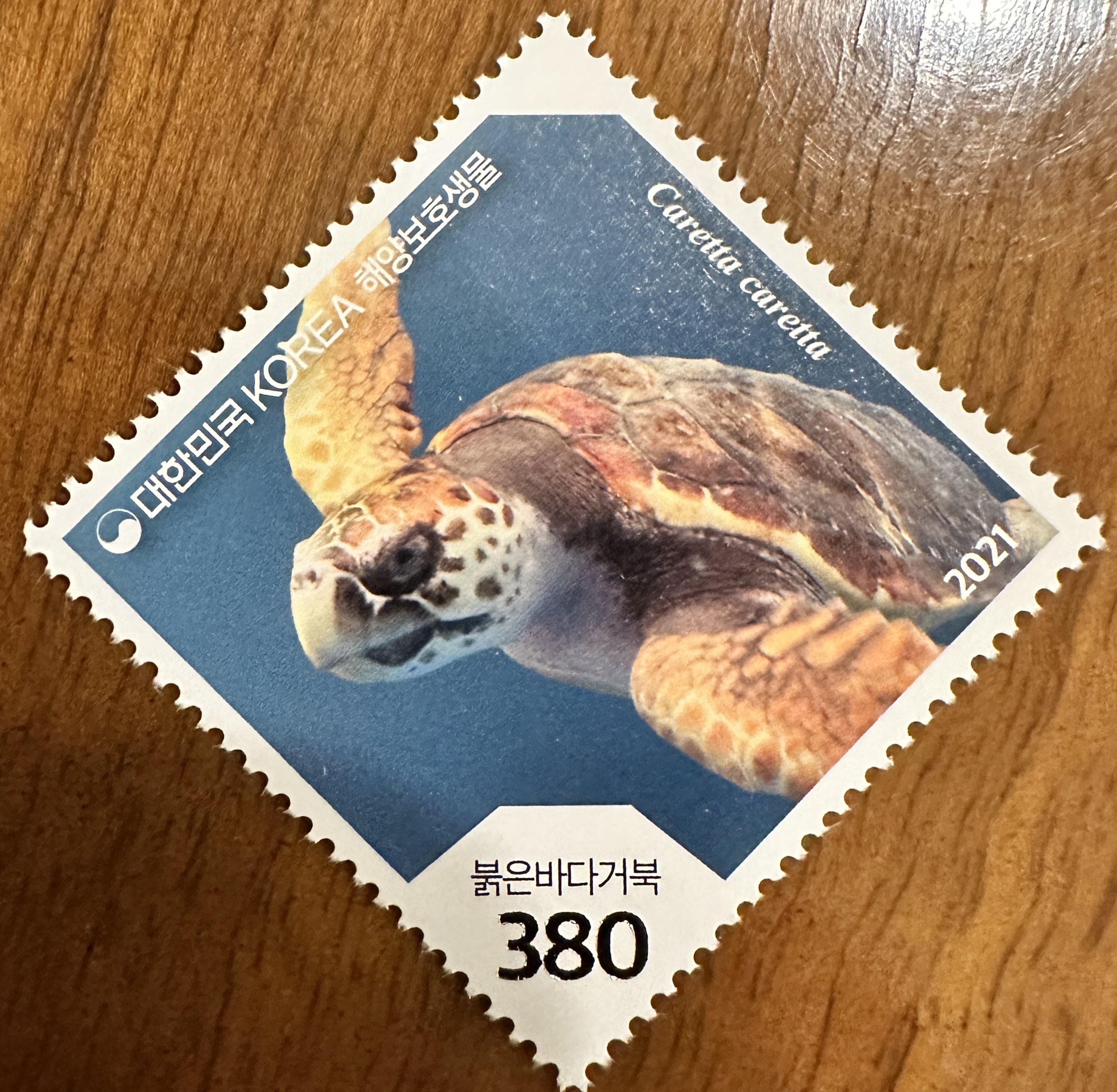 Korea Sea Turtle 3