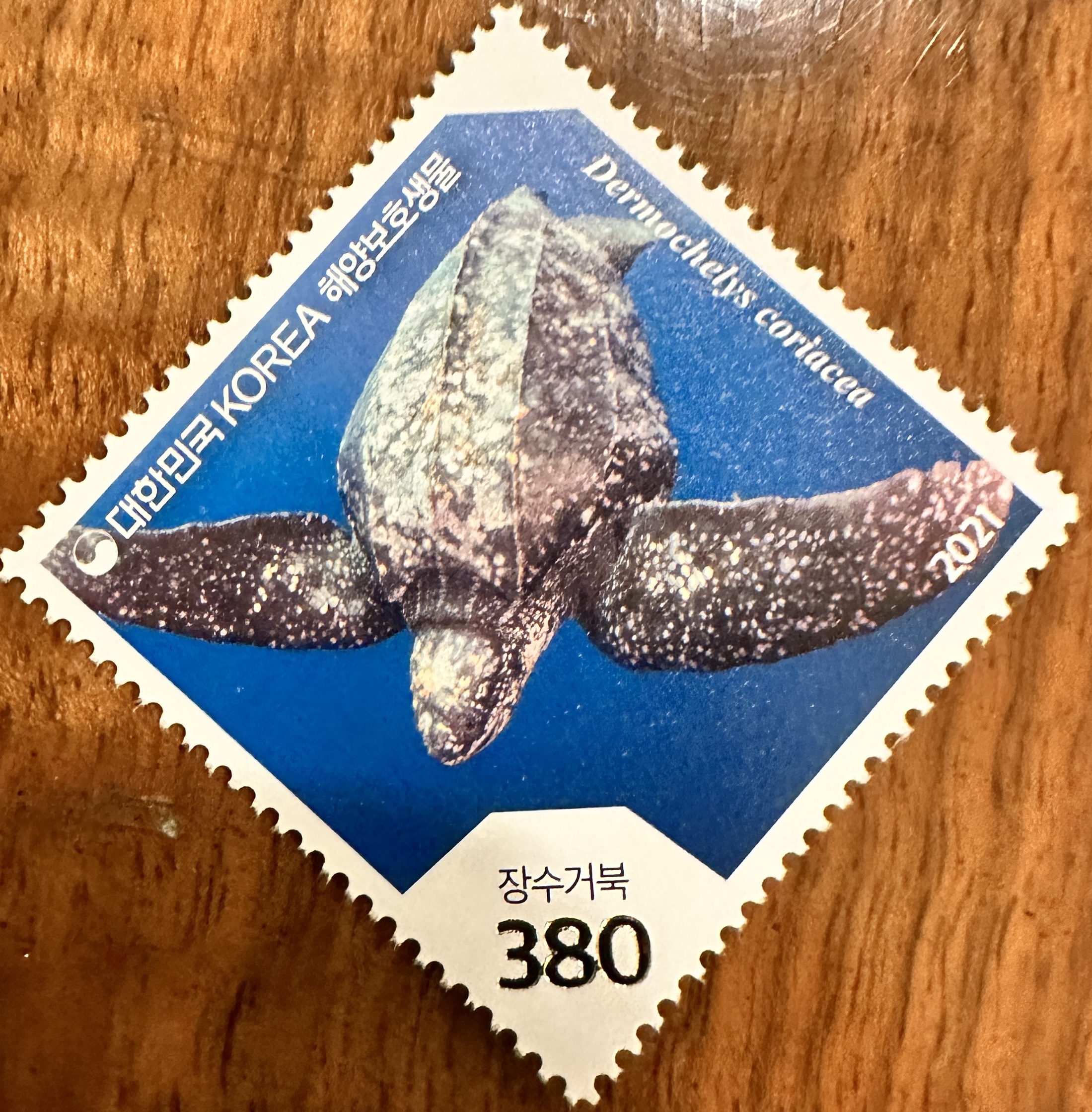 Korea Sea Turtle 2