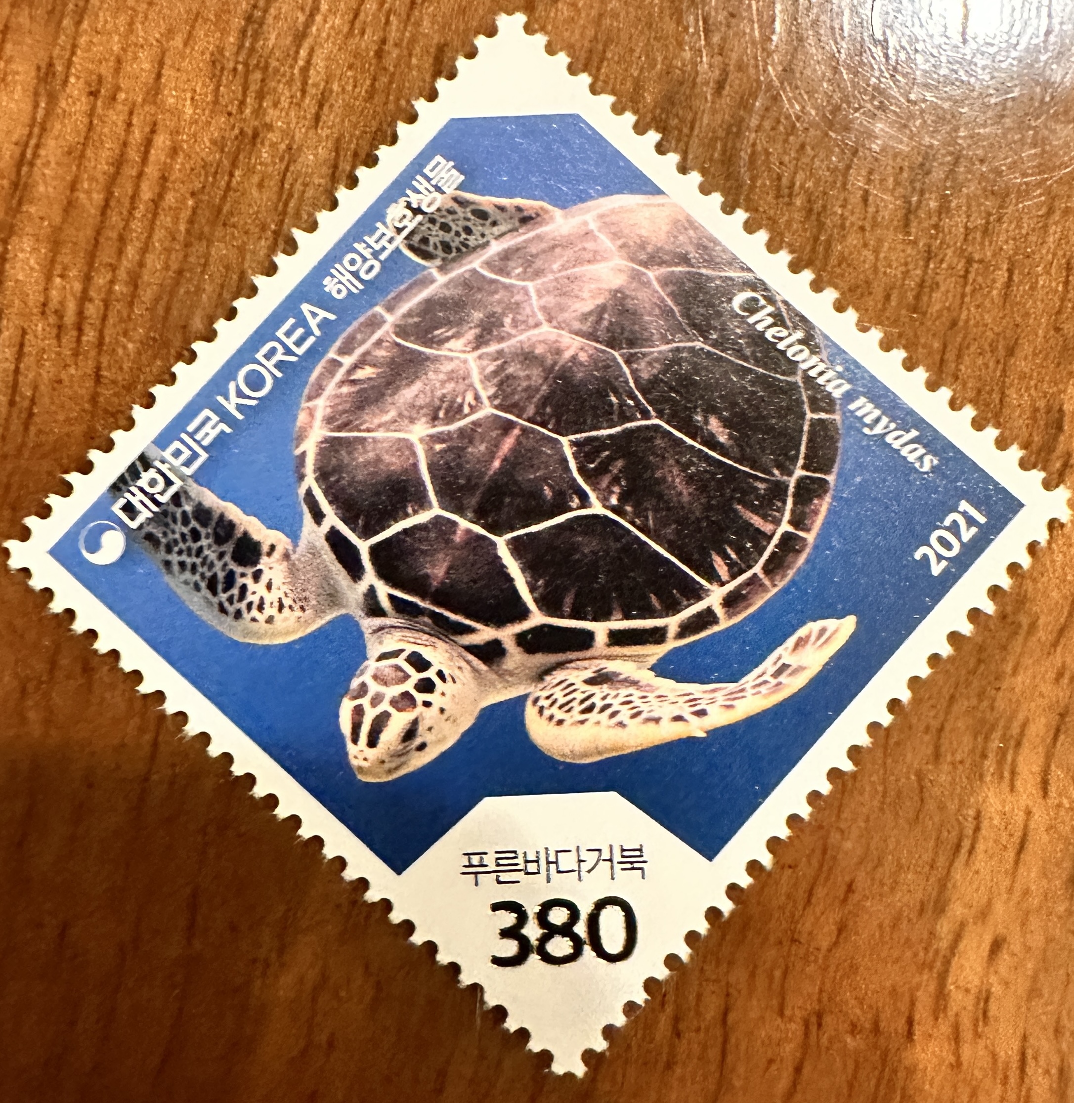 Korea Sea Turtle 1