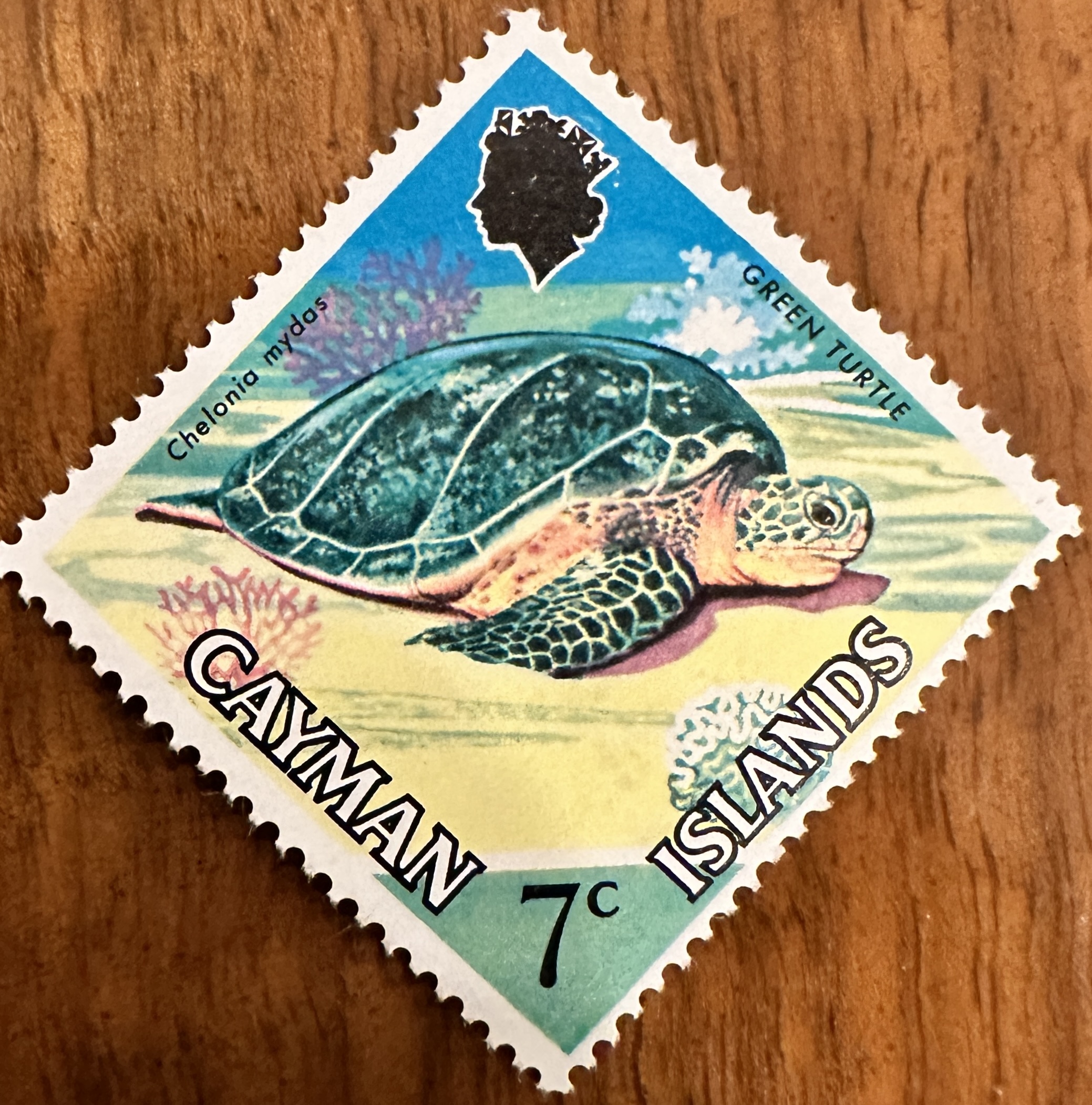 Cayman Islands Turtle 4