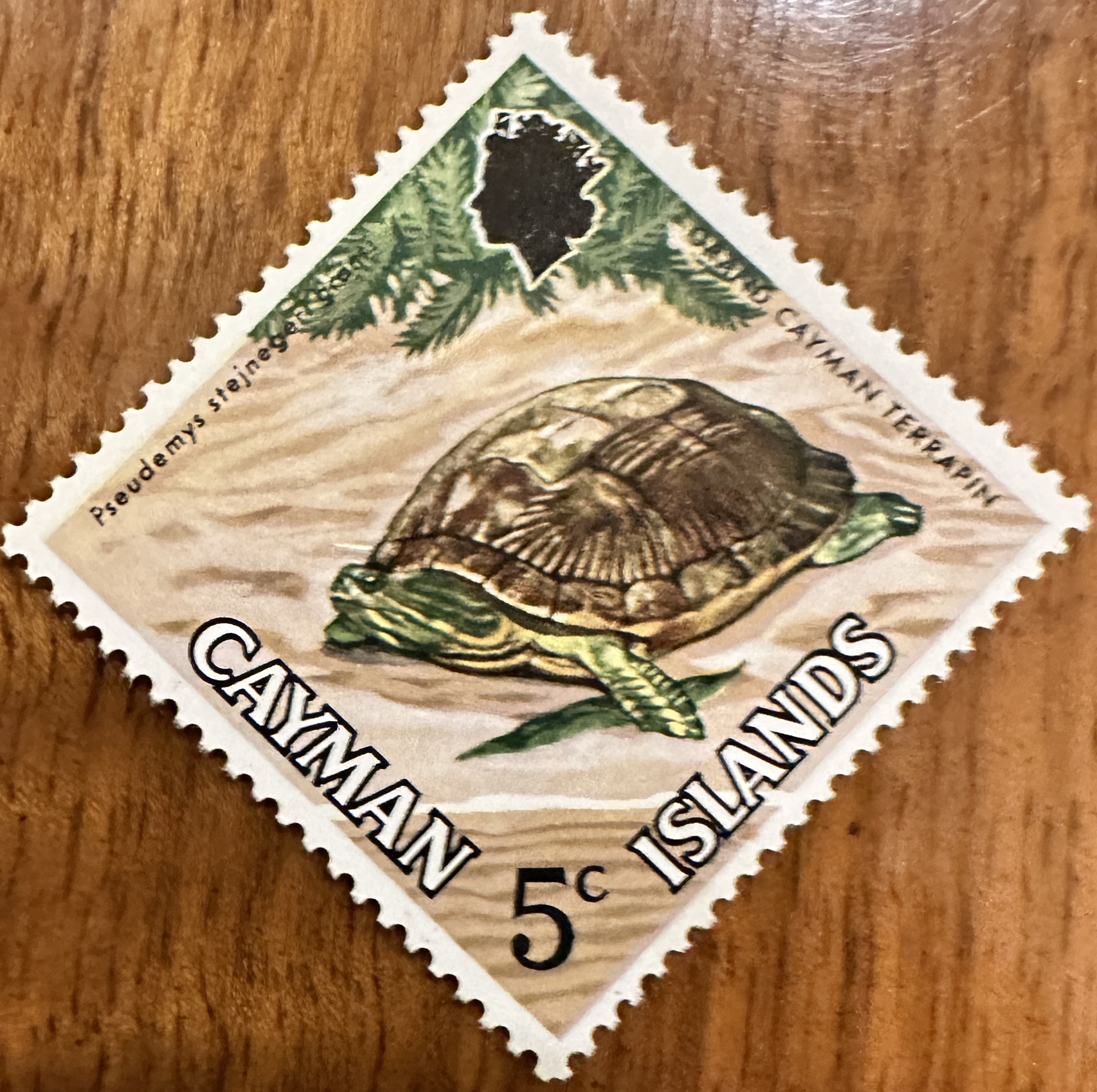 Cayman Islands Turtle 2