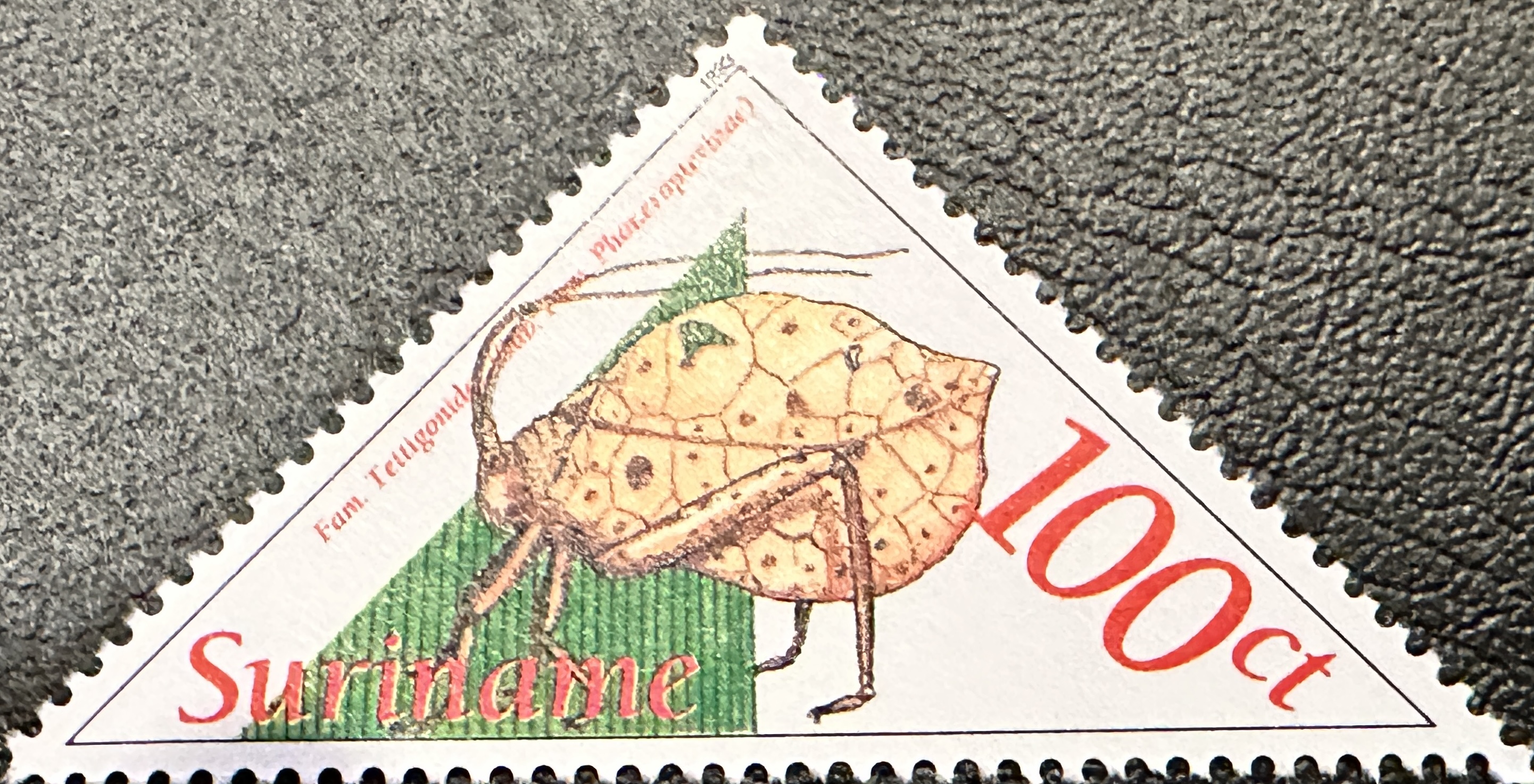 Suriname Beetles 10