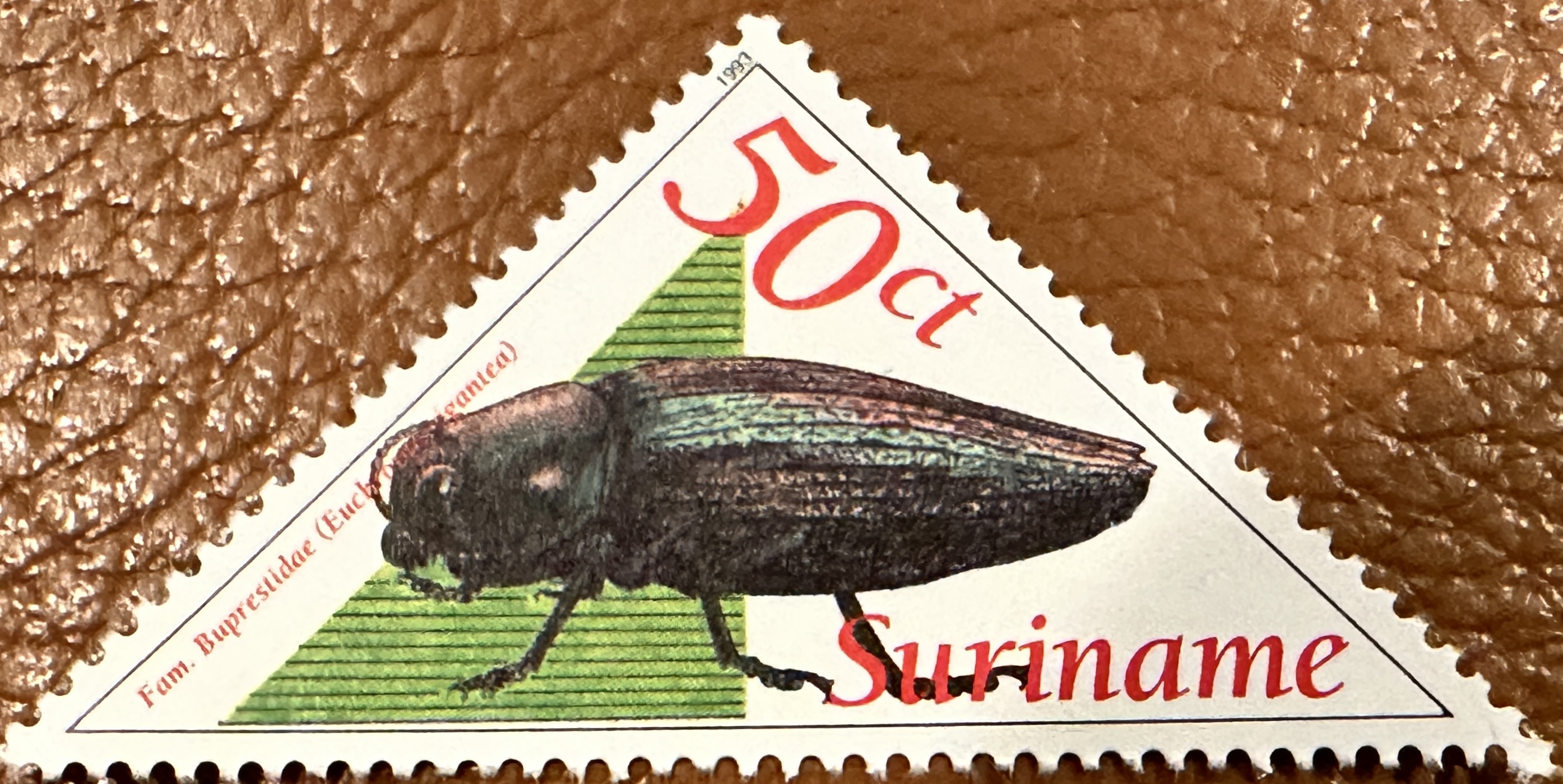 Suriname Beetles 12