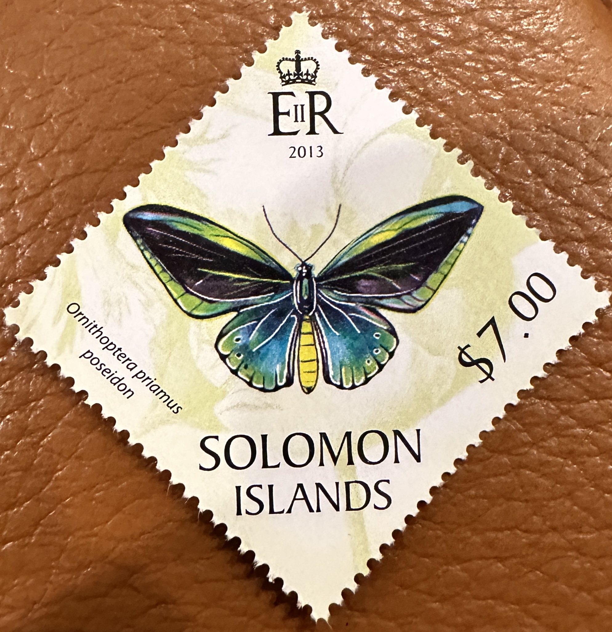 Solomon Islands Butterflly 4