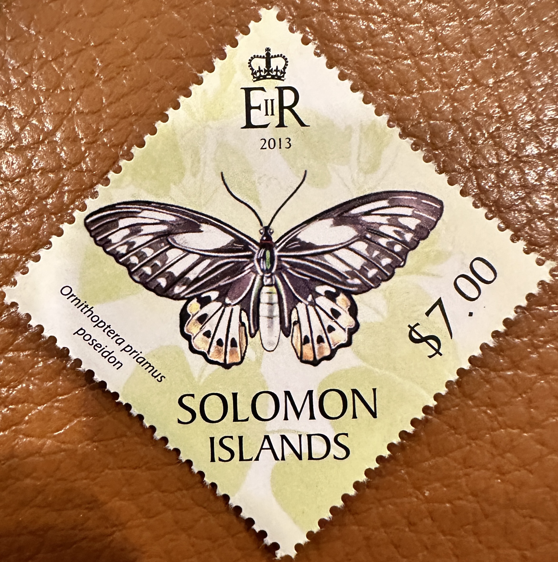 Solomon Islands Butterfly 3