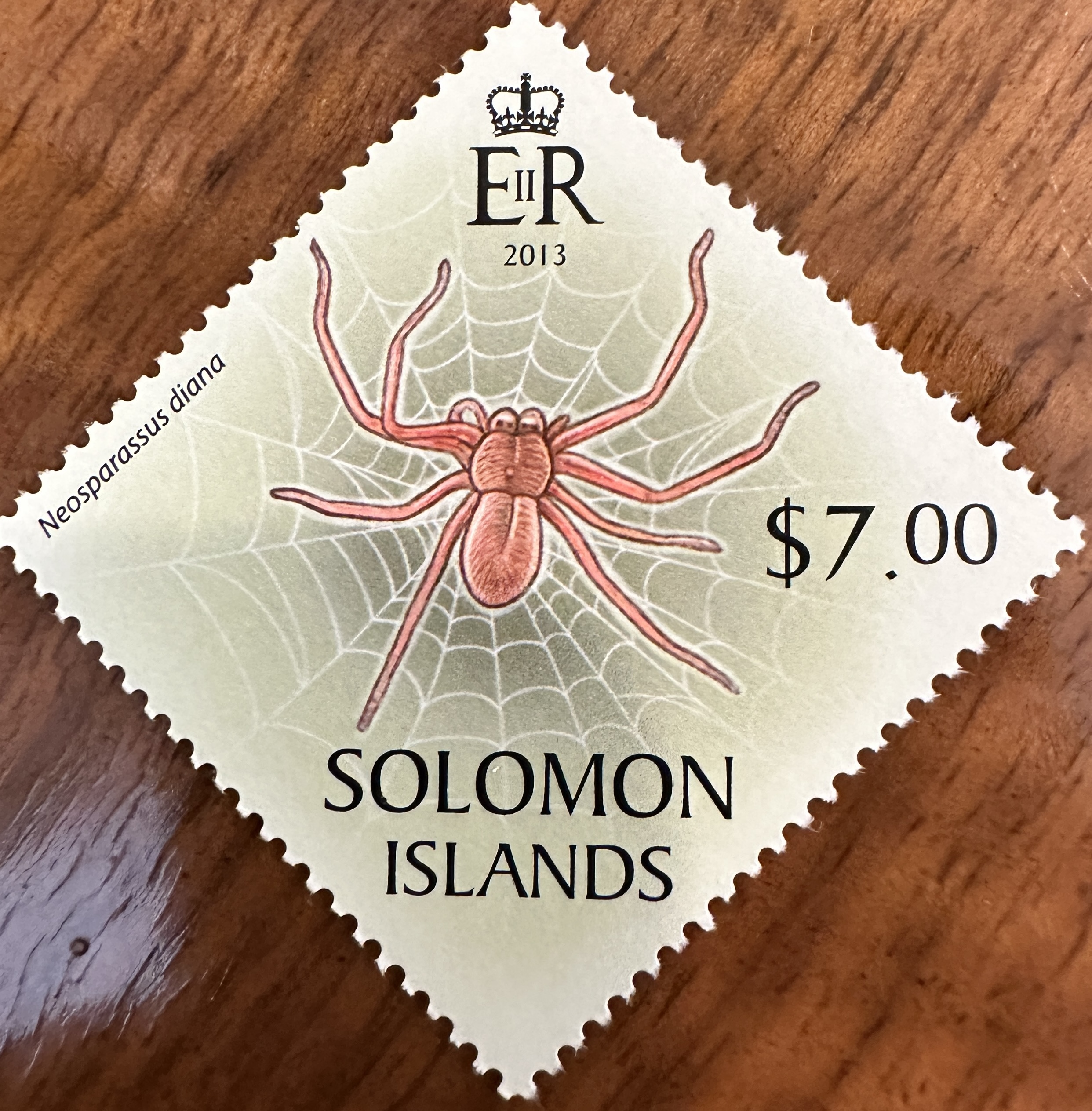 Solomon Islands Spider 4