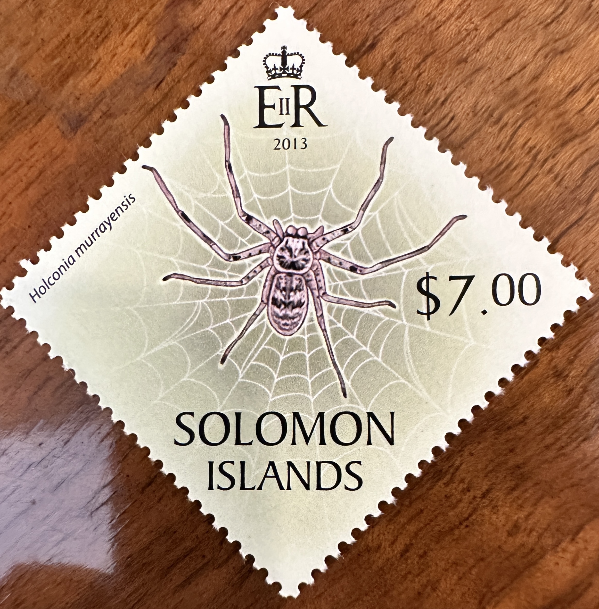 Solomon Islands Spider 3