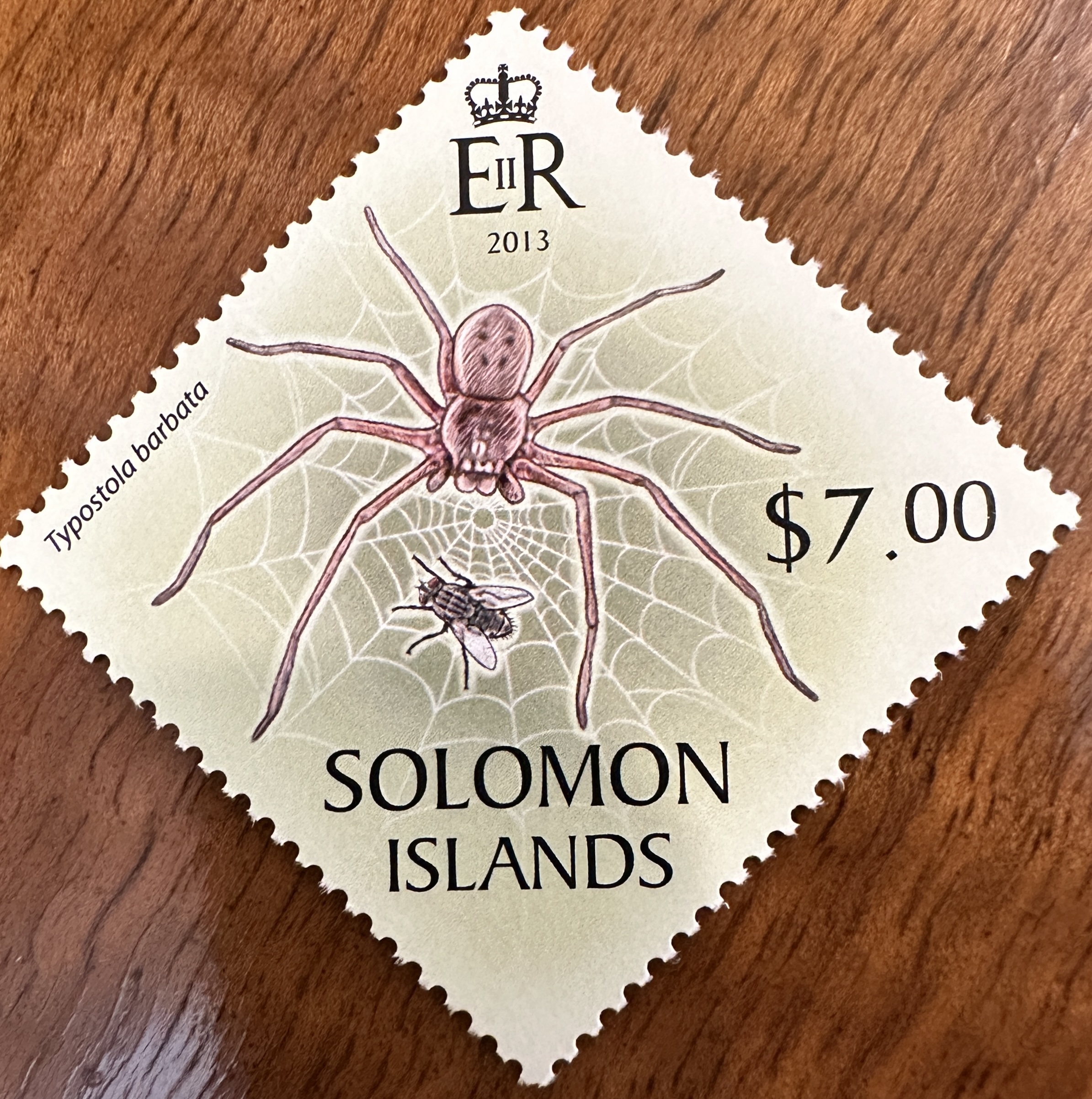 Solomon Islands Spider 2