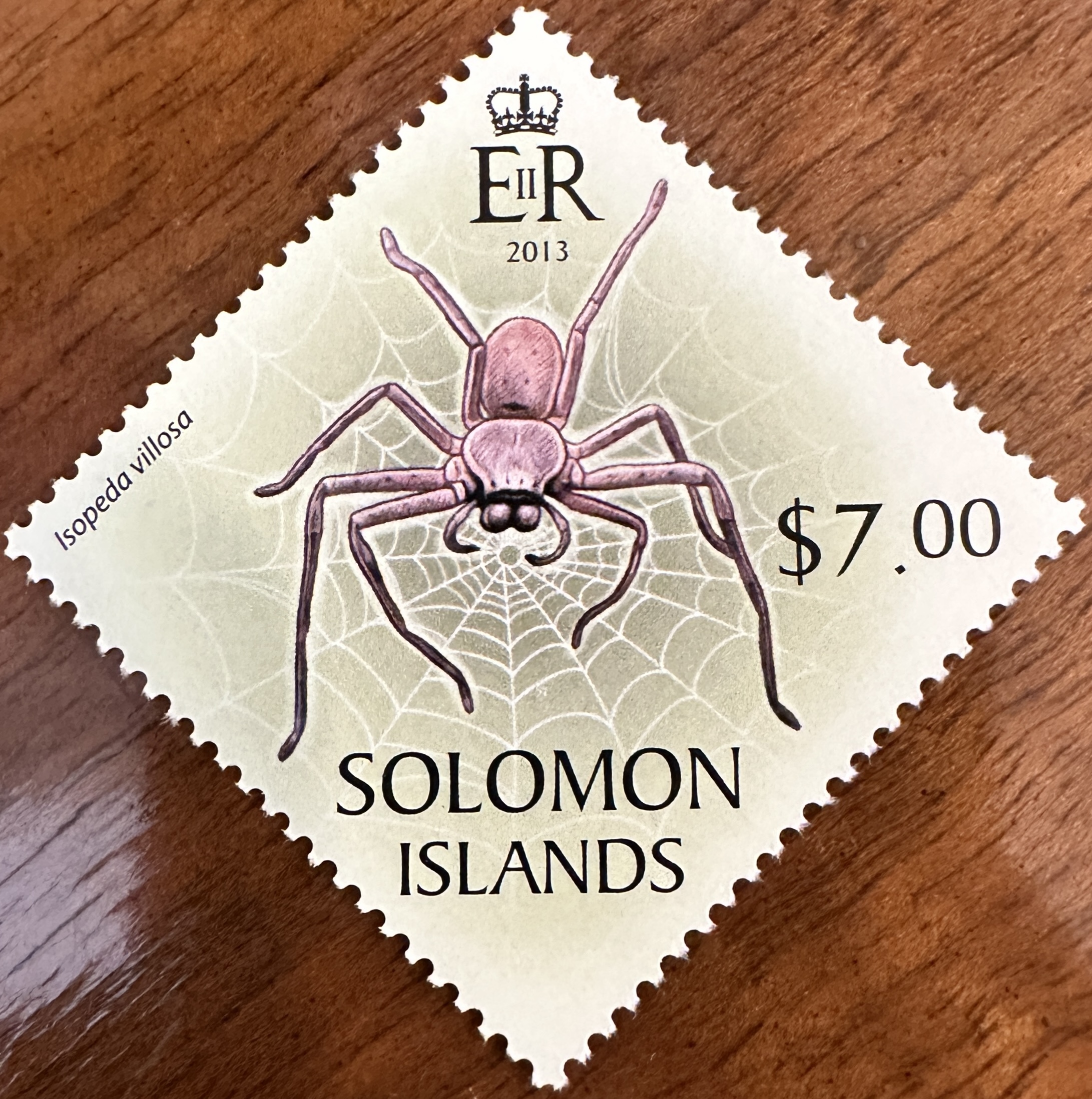 Solomon Islands Spider 1