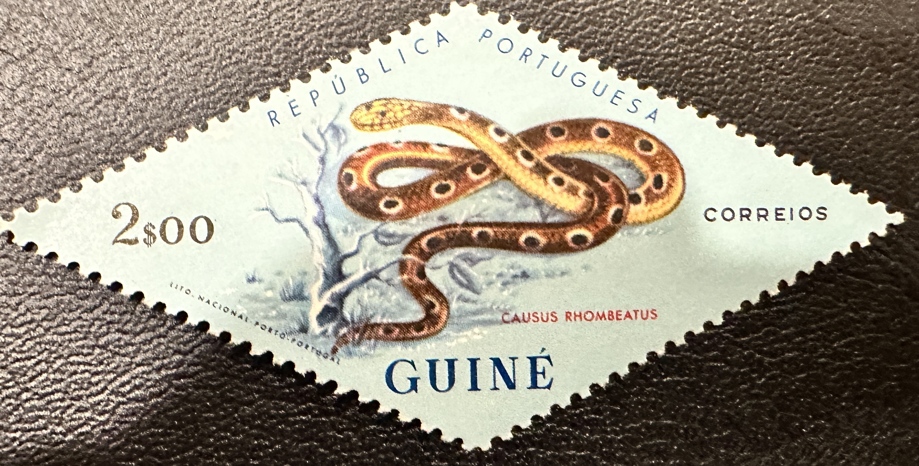 Snakes from Guinea 1