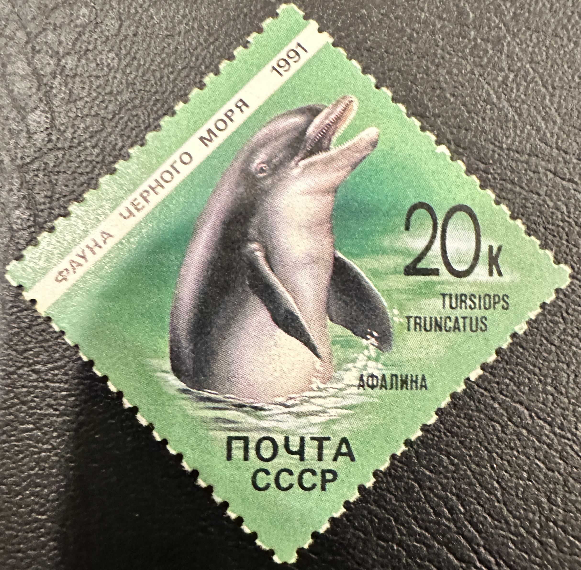 Russian Dolphin