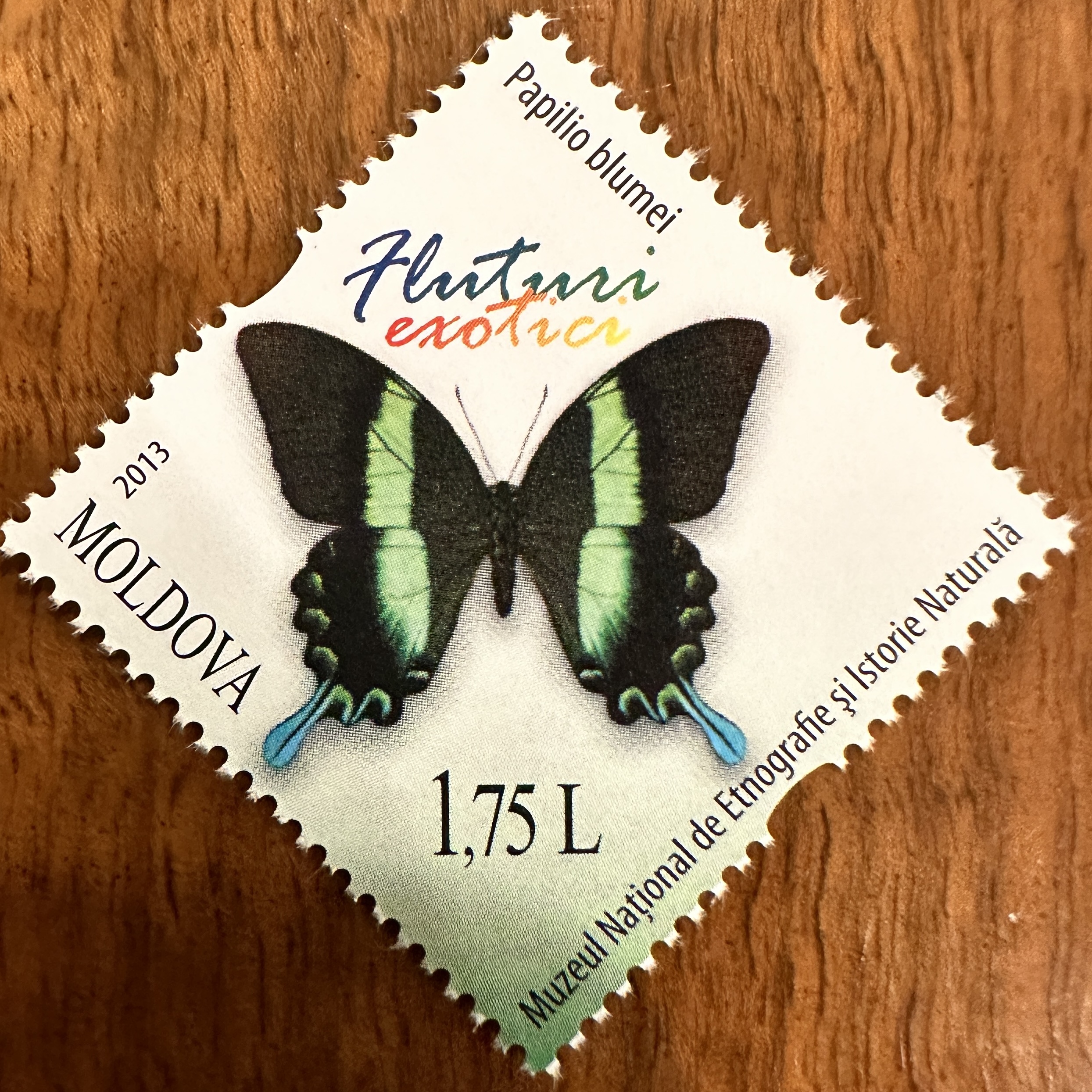 Moldova Butterfly 4