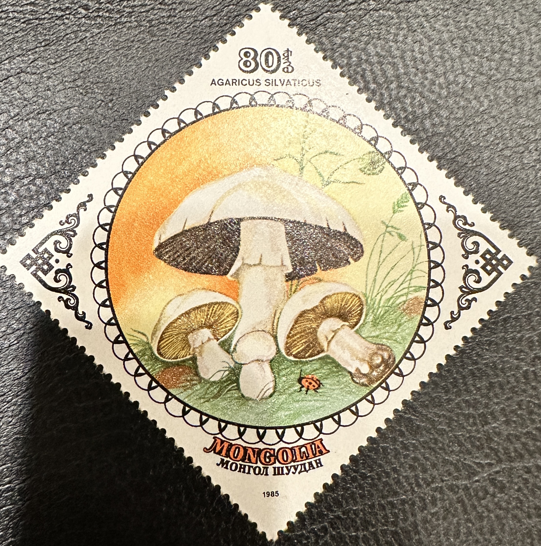 Shrooms 6