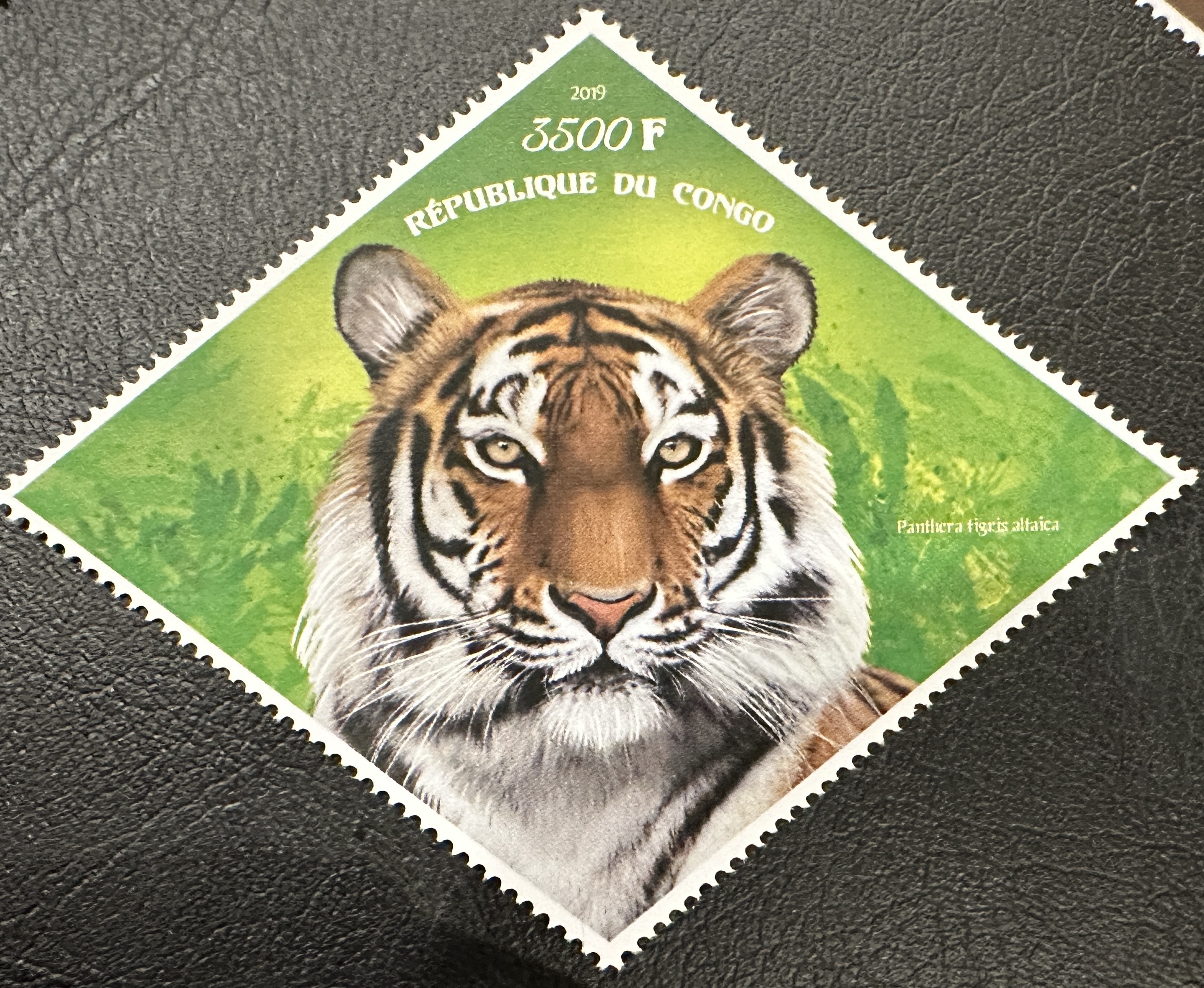 Gabon Tiger 2019