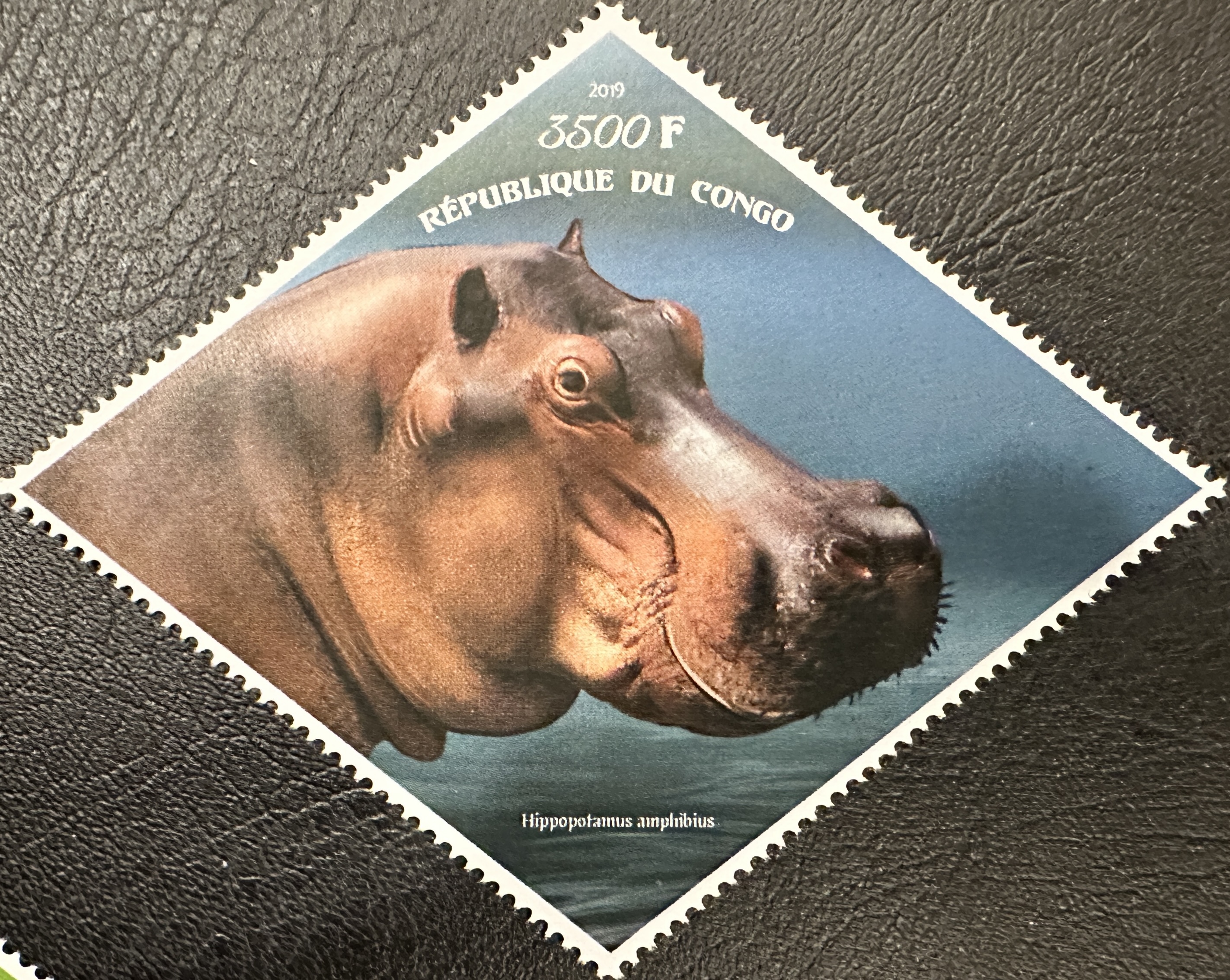 Gabon Hippo 2019