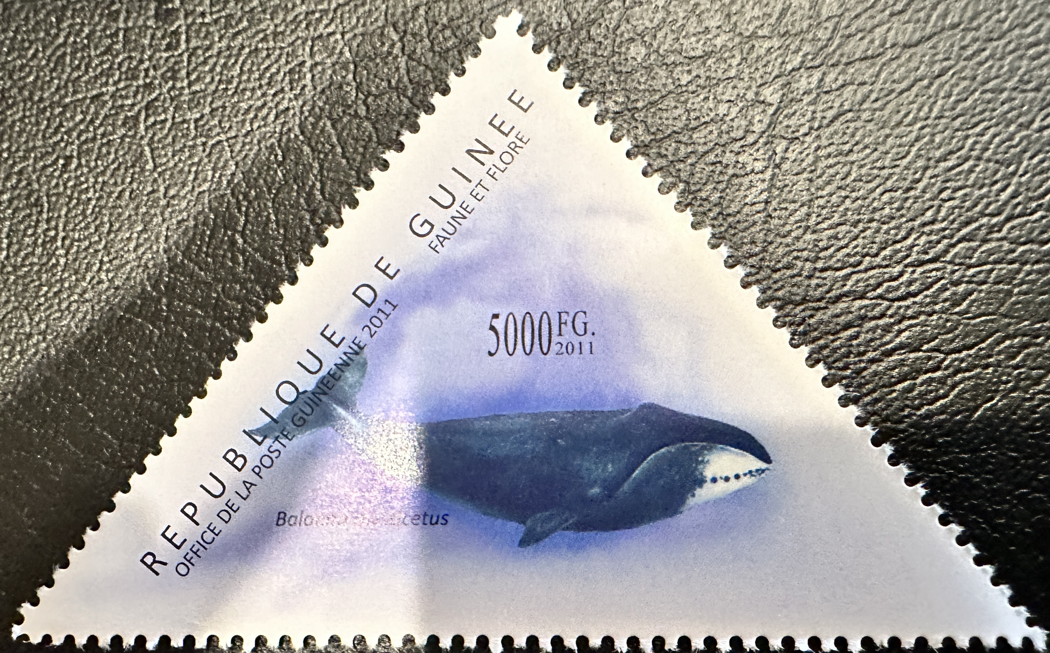 Guinea Whale