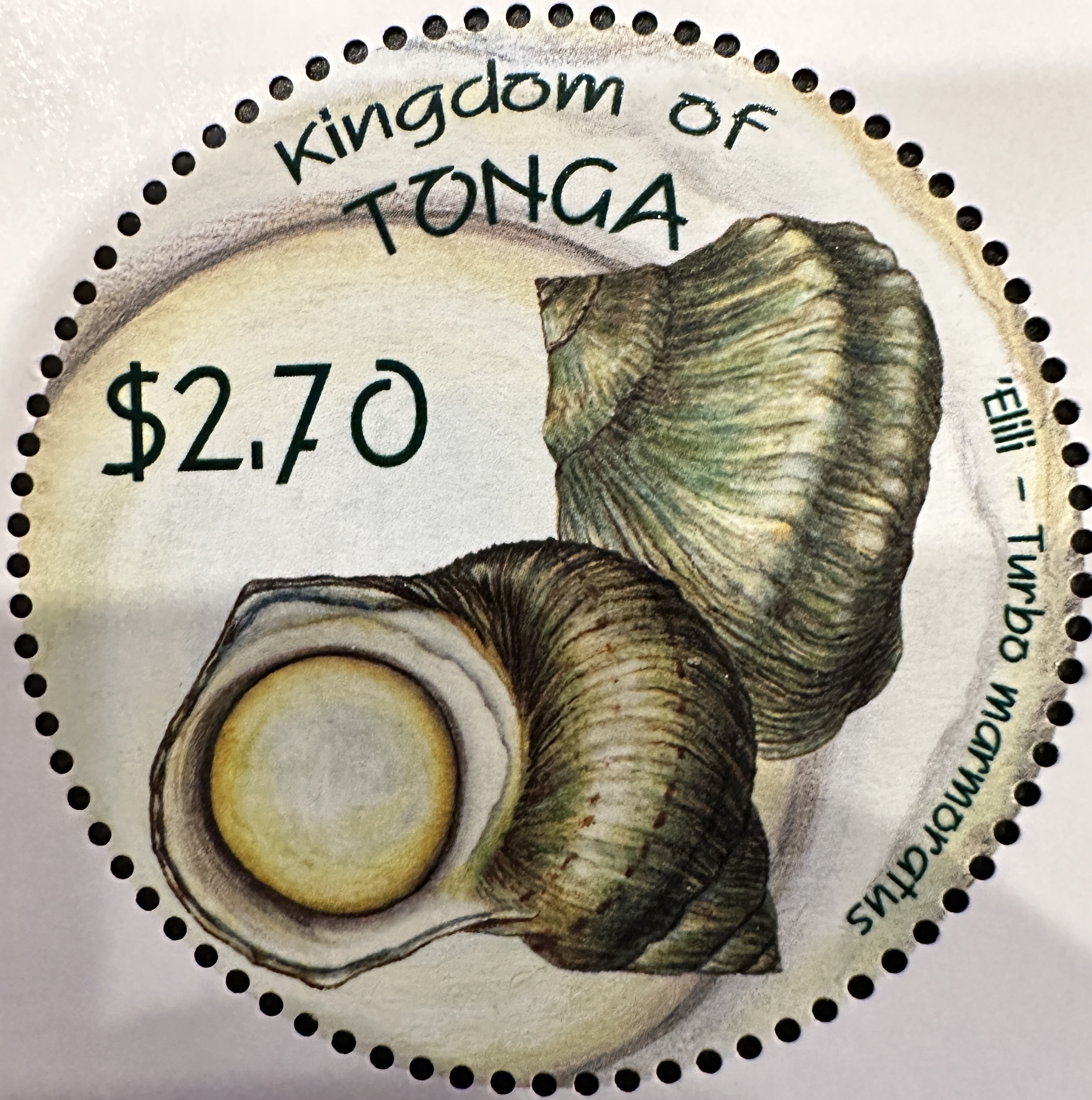 Tonga Shells 4