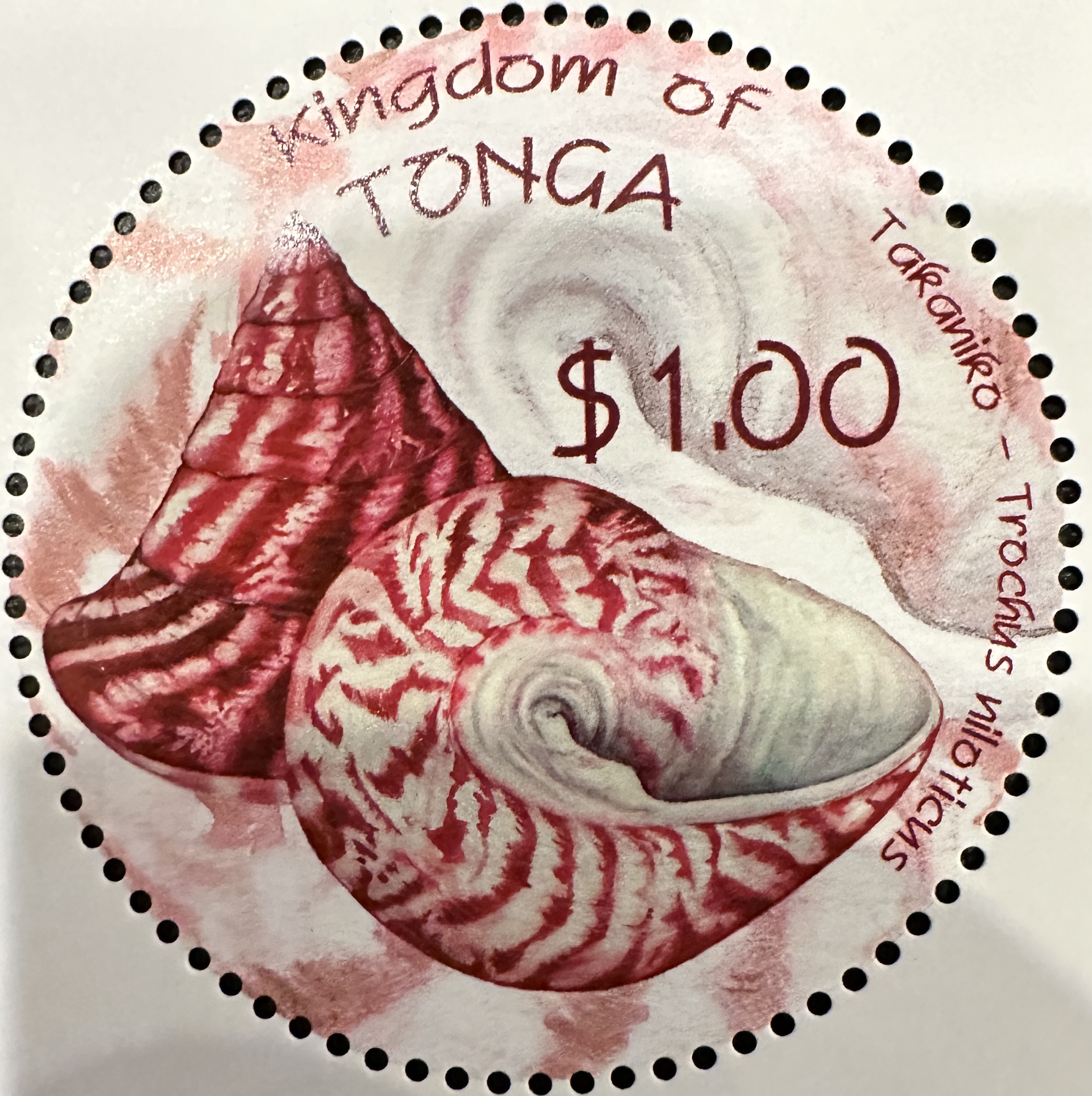 Tonga Shells 3