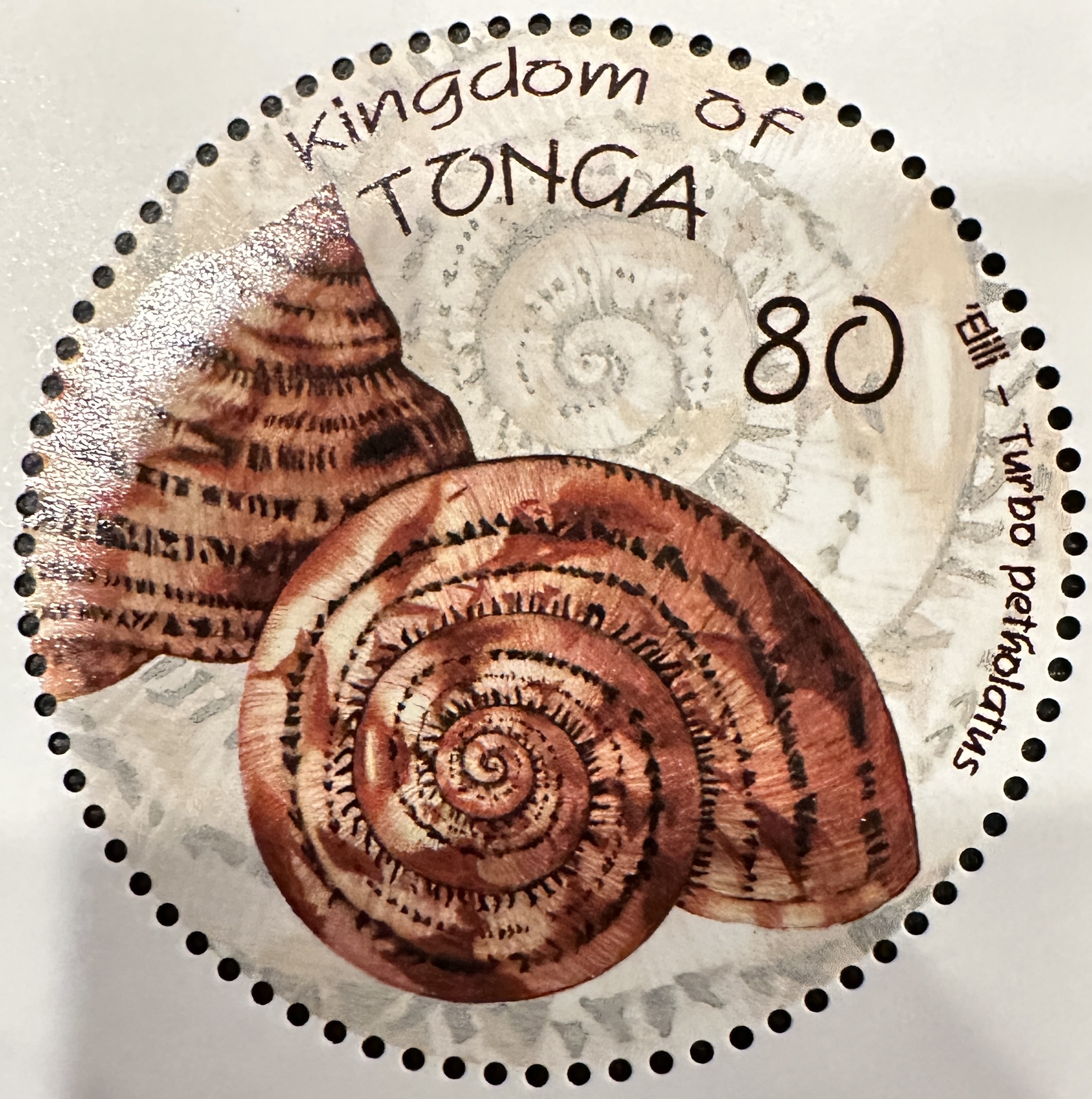 Tonga Shells 2