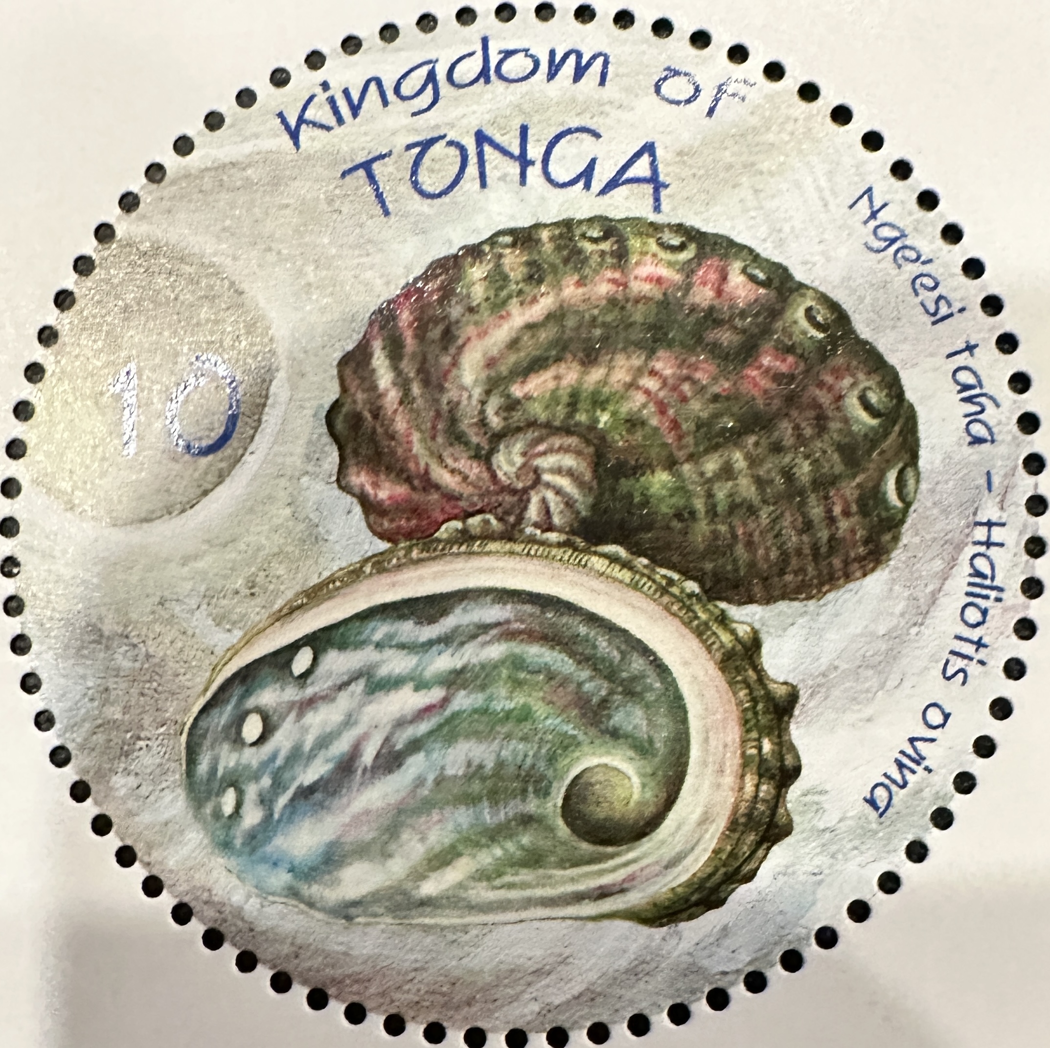 Tonga Shells 1