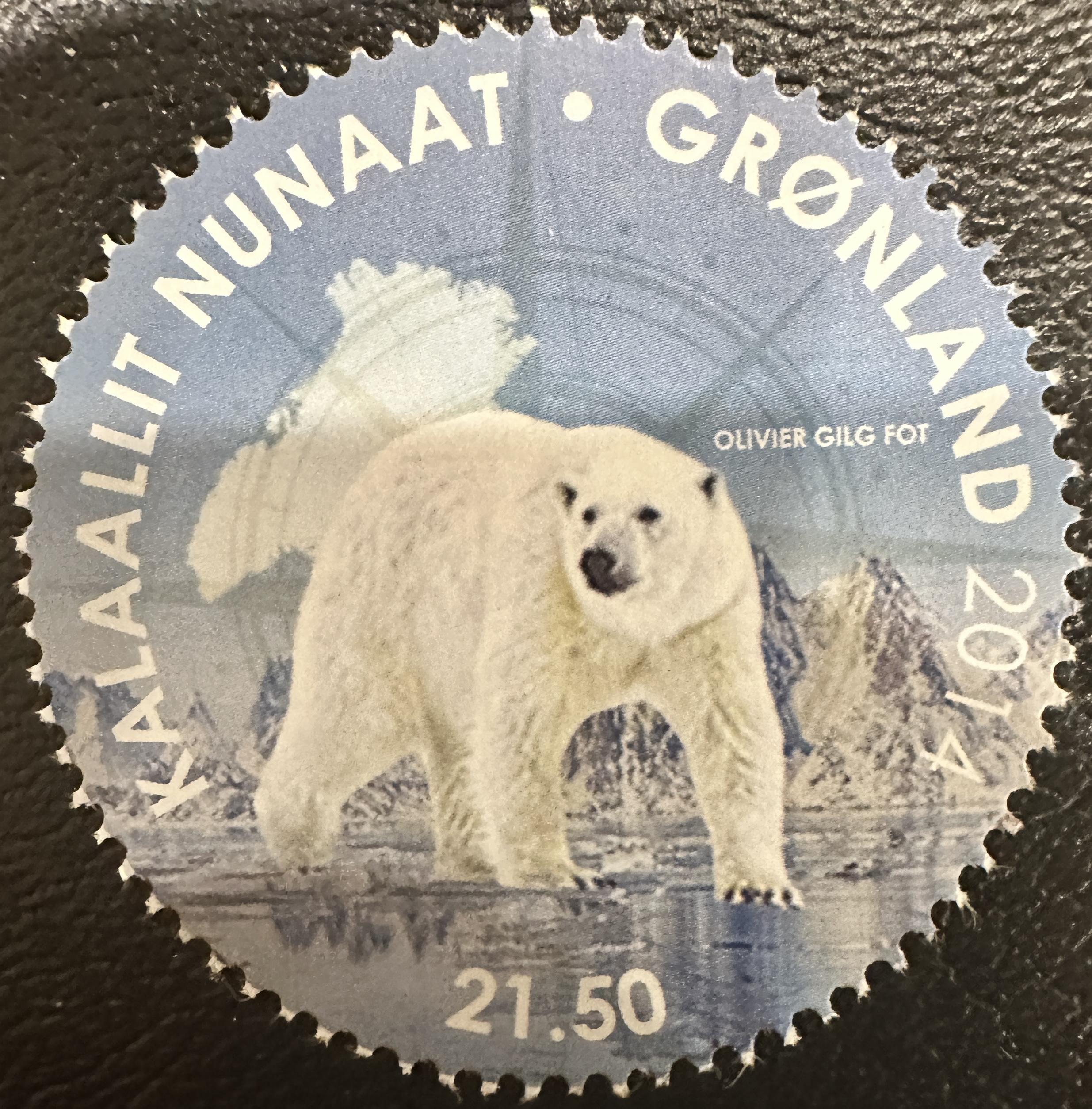 Greenland Polar Bear