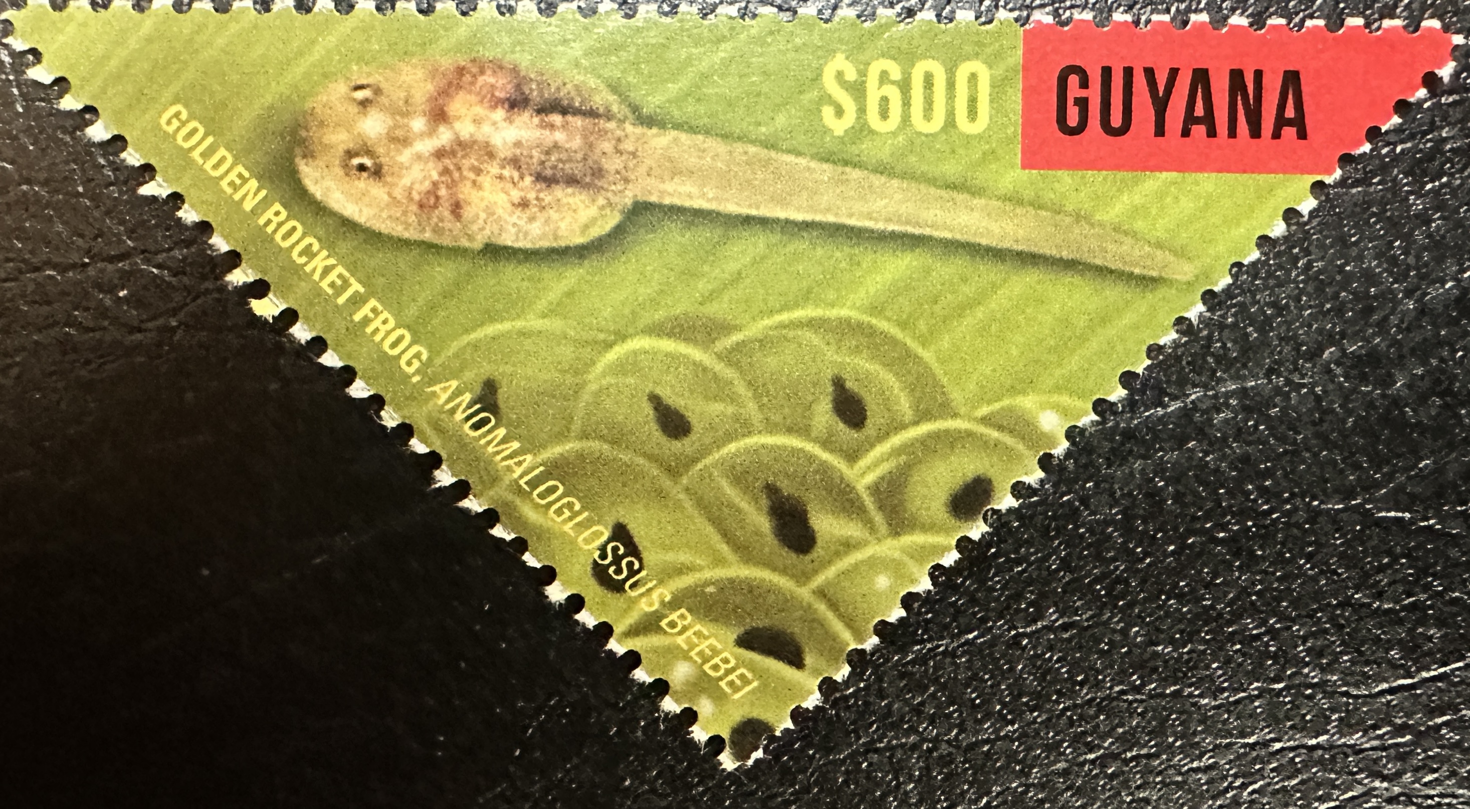 Guyana Frog 2