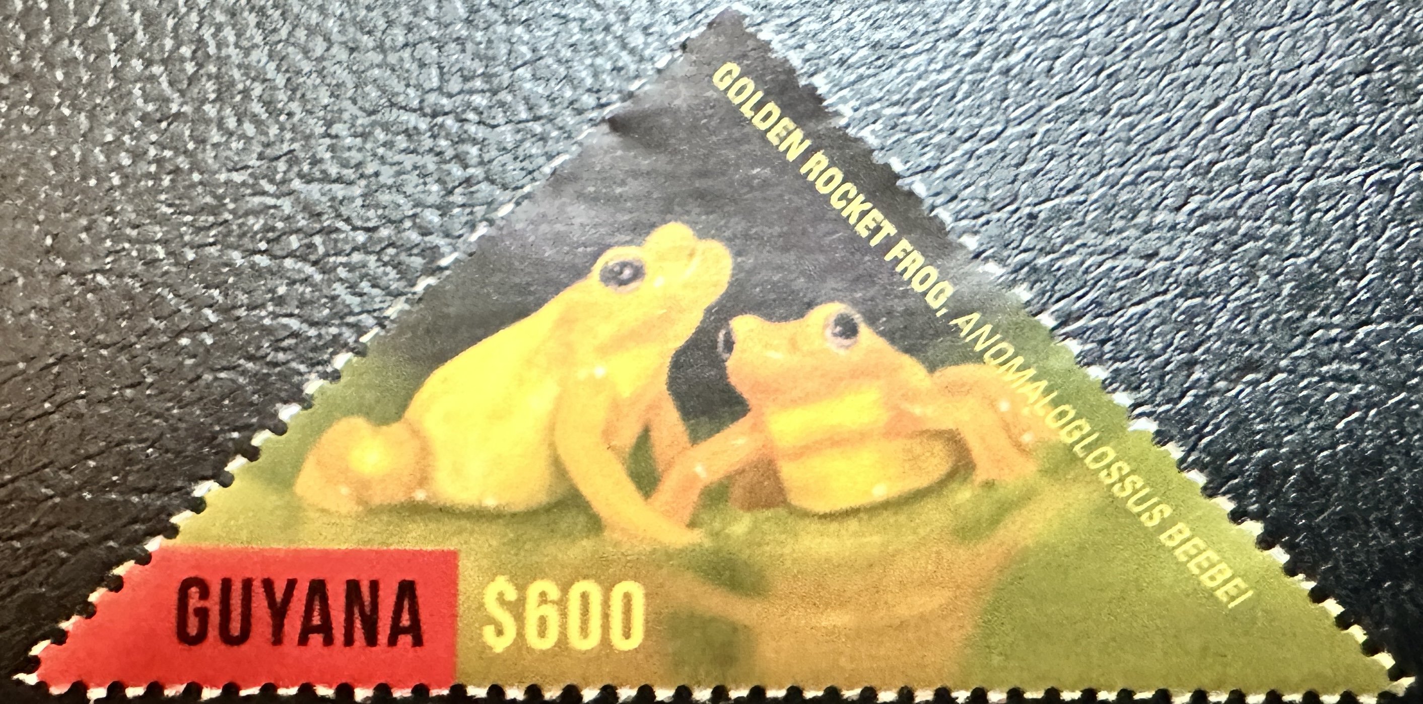 Guyana Frog 1