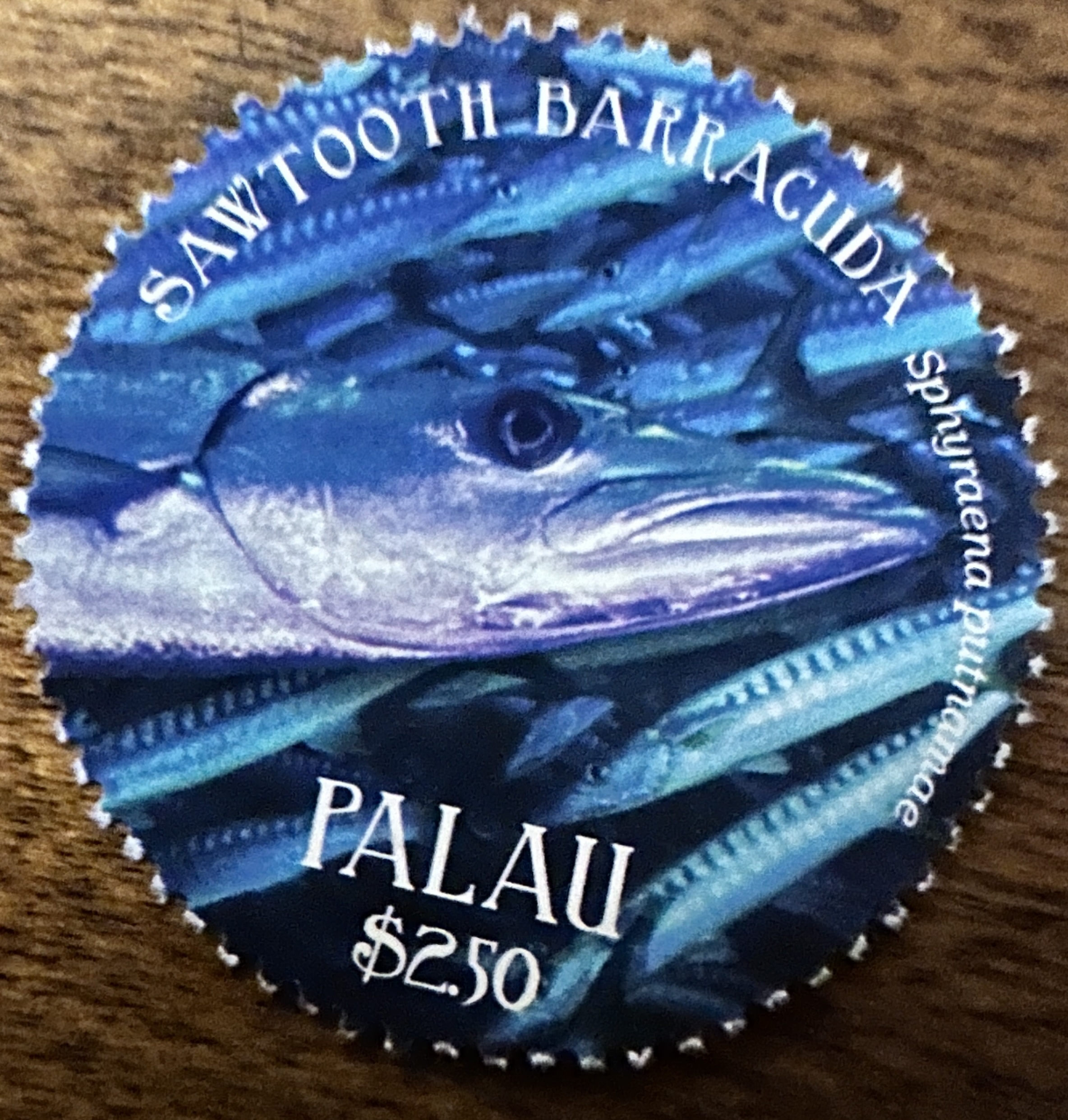 Palau Baraccuda