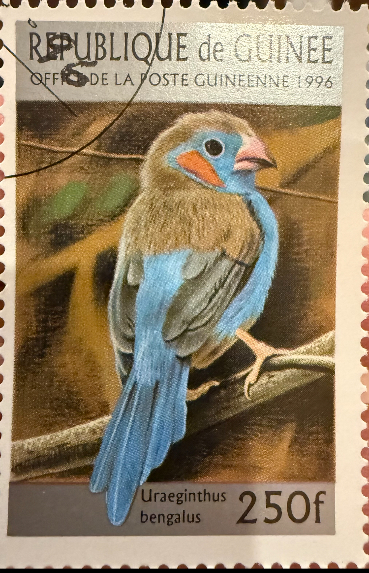 the Red-cheeked Cordon-bleu, Guinea, 1996