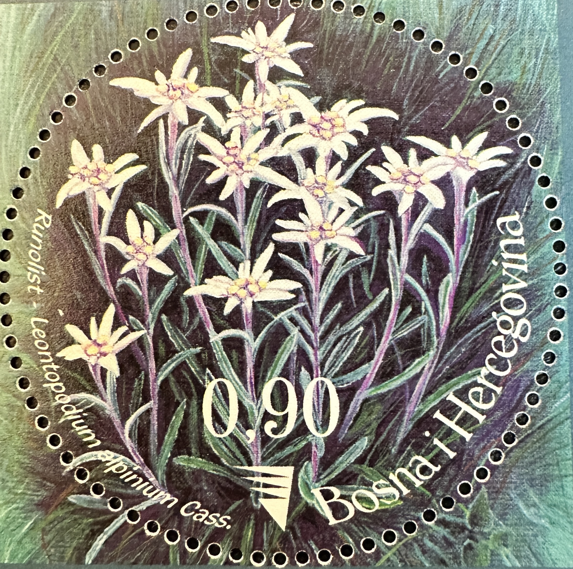 Bosnia Flower 2003