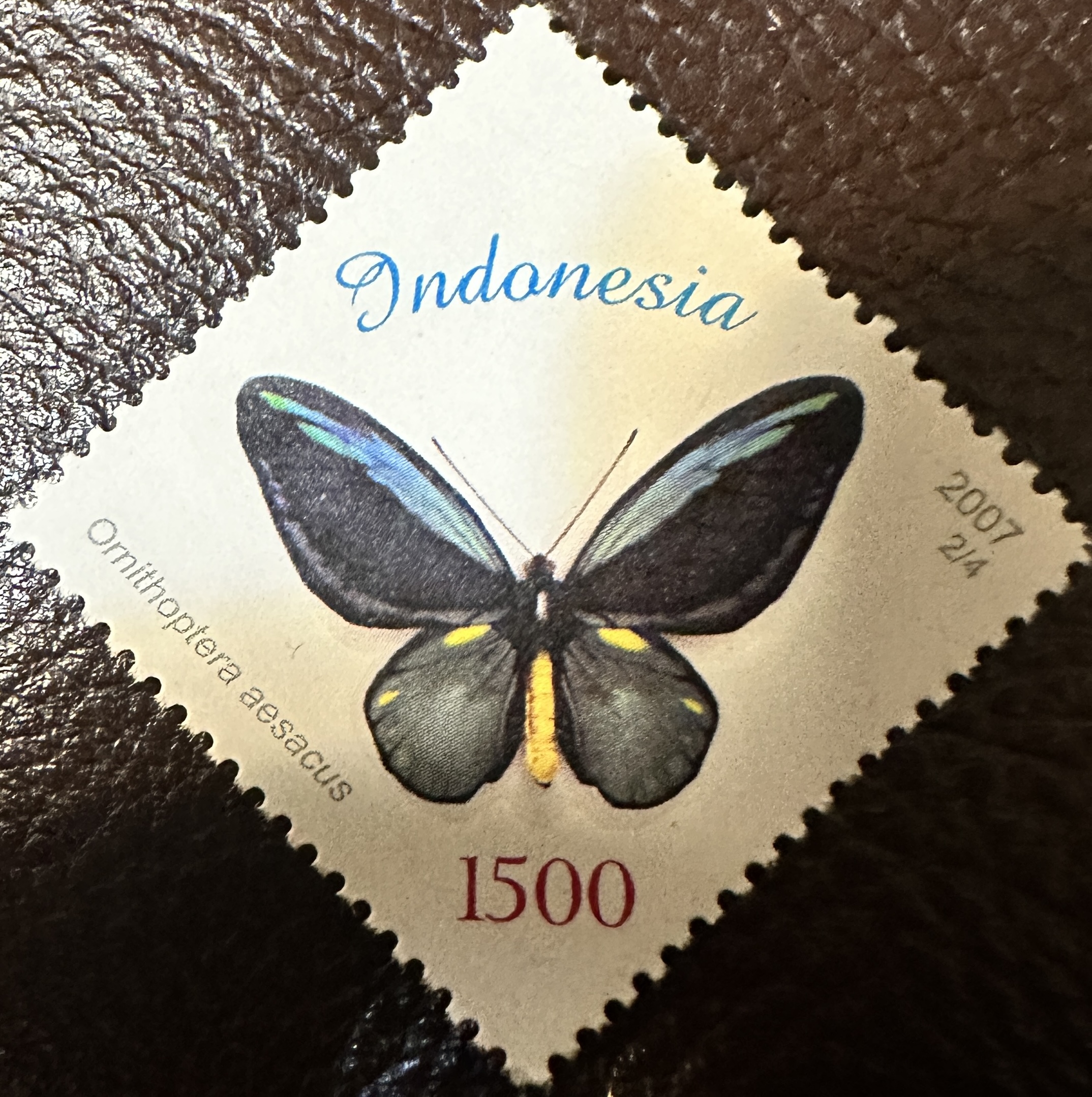 Indonesia Butterfly 4