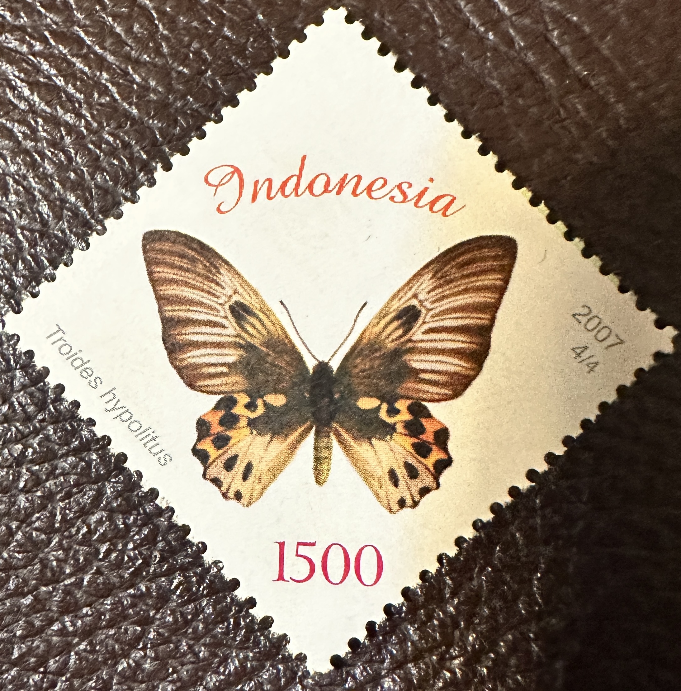 Indonesia Butterfly 3