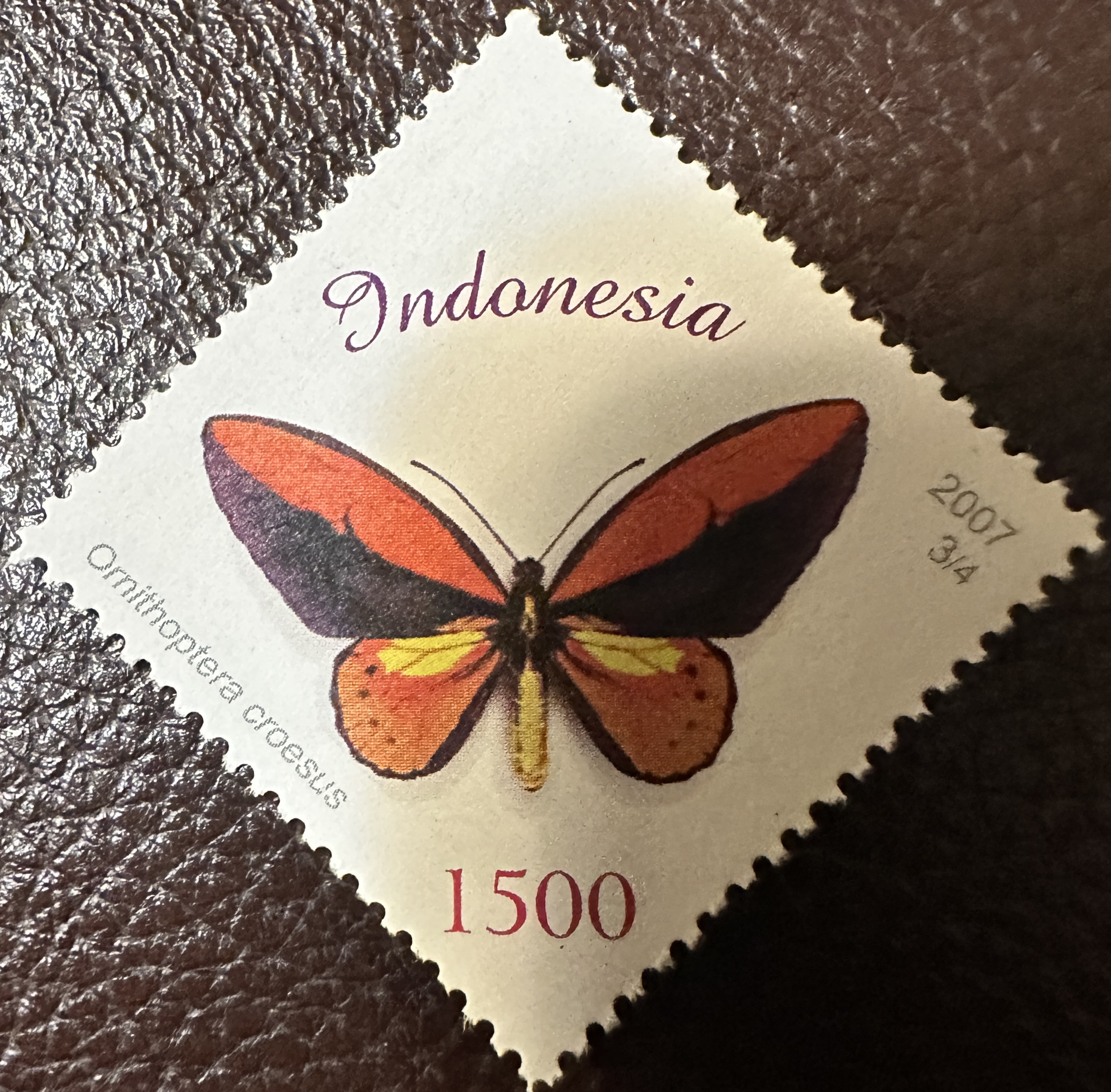 Indonesia Butterfly 2