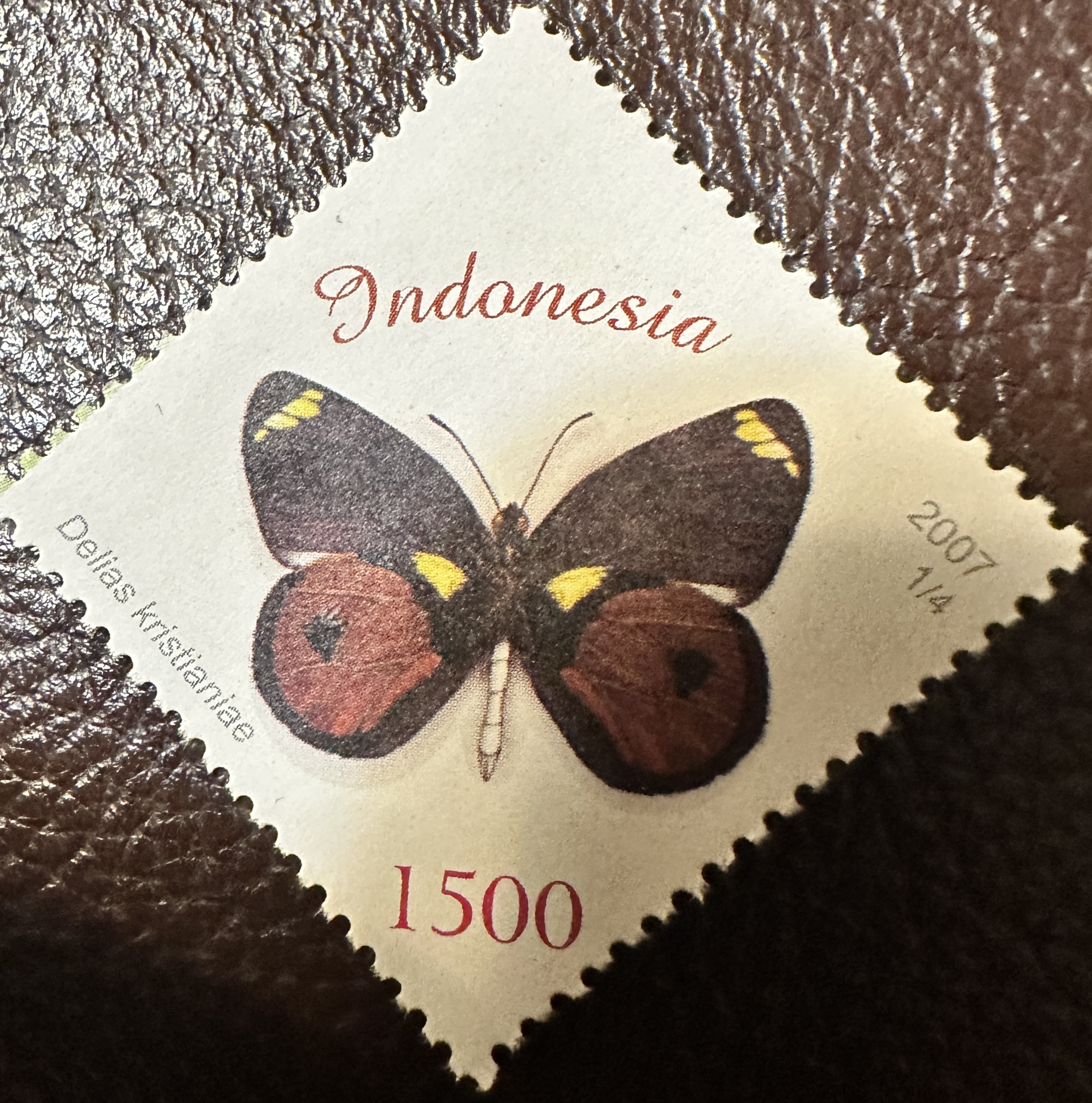 Indonesia Butterfly 1