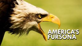 Bald Eagle (Video) 