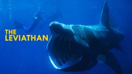 Cover of Basking Sharks