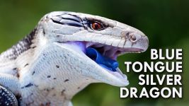 Blue Tongue Skink (Video) 