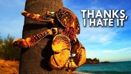 Coconut Crab (Video)