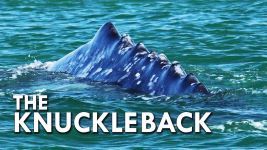 Cover of Grey Whale