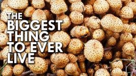 Humongous Fungus (Video) 