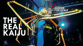 Cover of Japanese Spider Crab