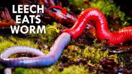 Cover of Leech