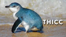 Cover of Little Penguin
