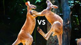 Cover of Macropus
