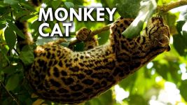 Margay (Video)