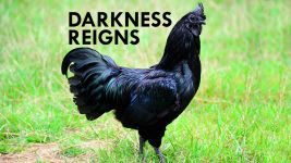 Cover of Melanism