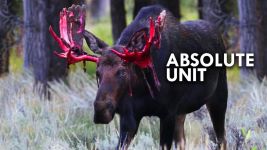 Cover of Moose
