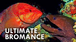 Cover of Mutualism