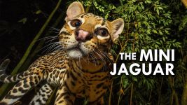 Ocelot (Video) 